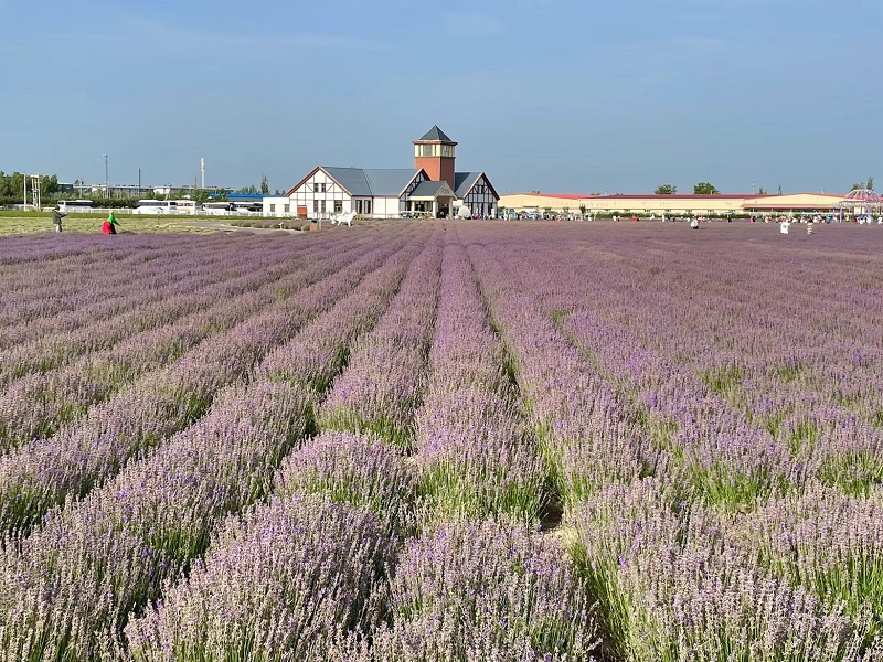 伊帕尔汗衣草基地